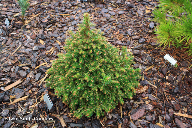 Abies koreana 'Kleiner Prinz'